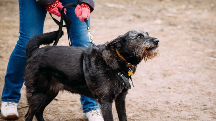 家里有狗需要买些什么,家里有狗狗用品