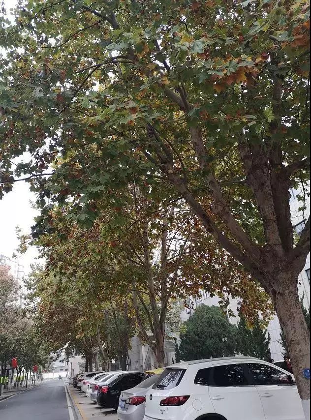 双十一优惠不停歇,双十一优惠特多