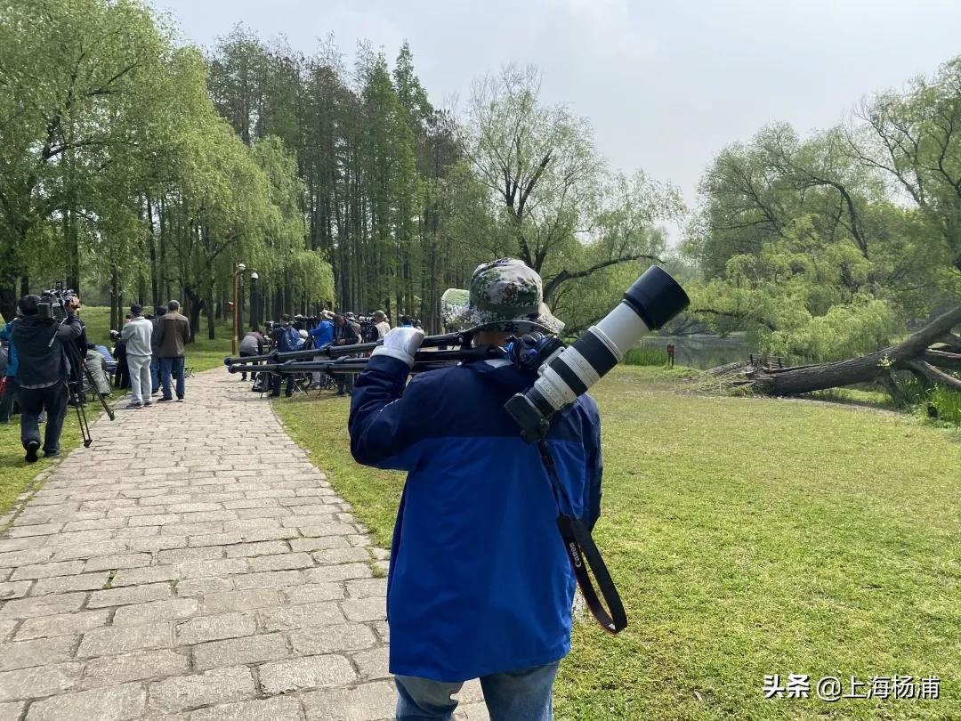 冬季引来最佳观鸟季,观鸟季一年一度