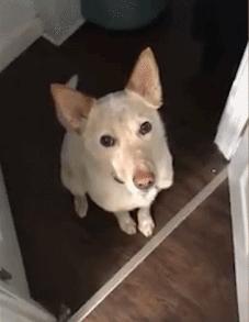 每天笑不停:据说狗肉和黄酒最配,今天晚上我就打算尝尝!