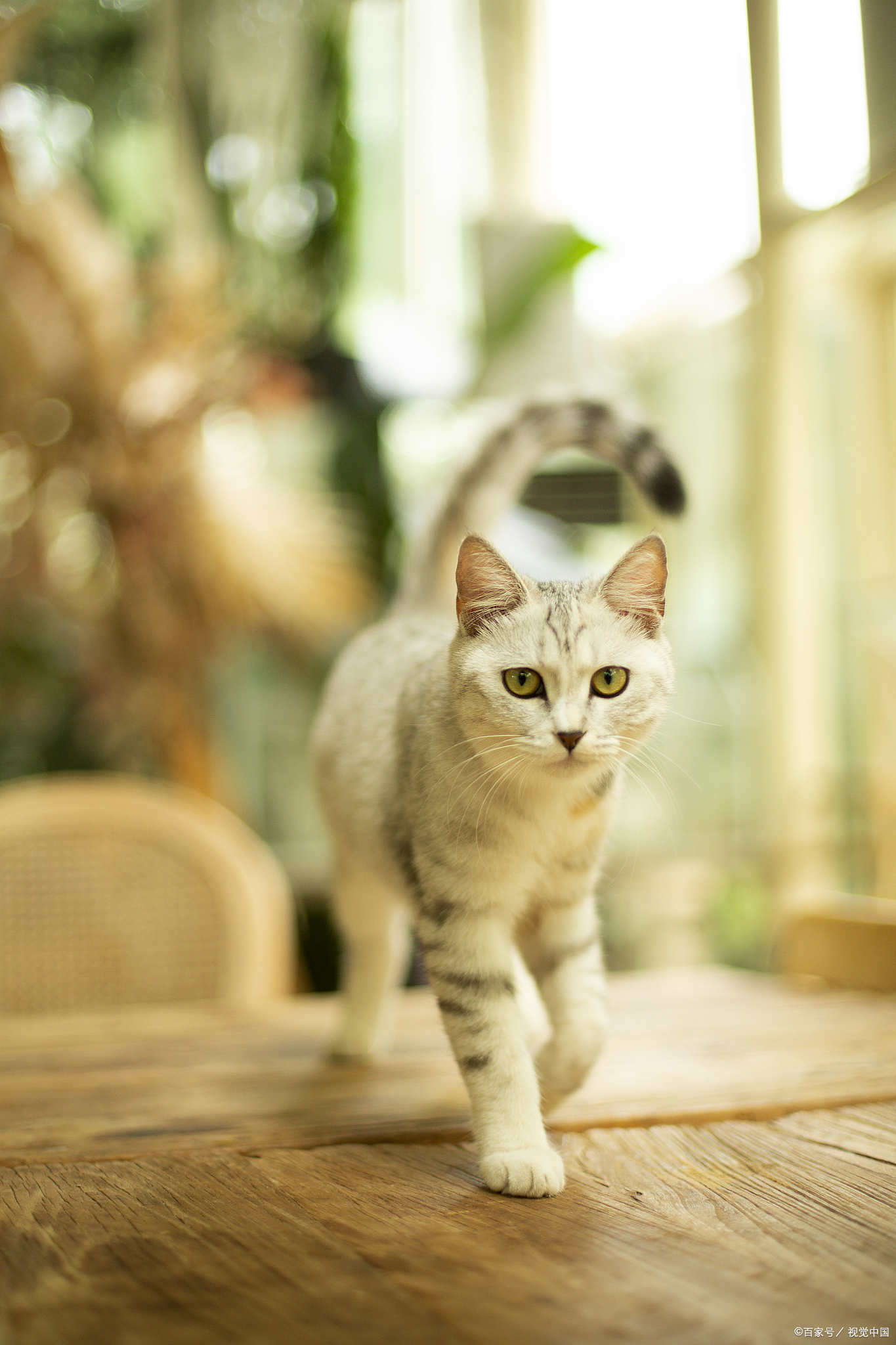 被自家猫抓伤咬伤需要打针吗,猫咪打了狂犬疫苗抓伤后要打针吗