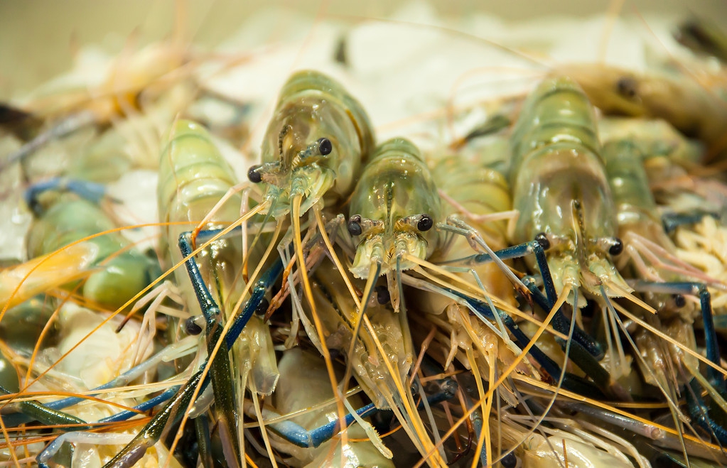 土元养殖条件及注意事项,土元夏天养殖注意事项