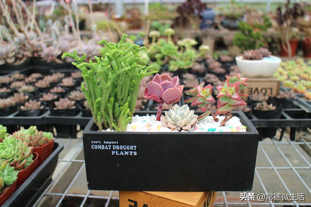 常德丹洲大草原介绍,丹洲草原风景