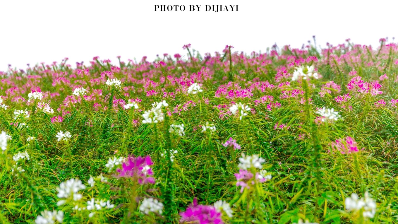 金坛花谷奇缘几月开花,金坛花谷奇缘地图