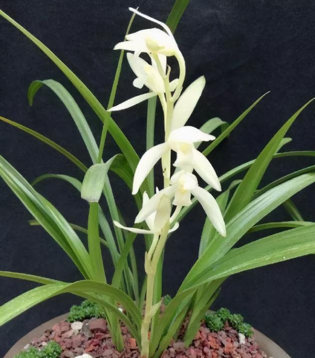 好养的绿植文心兰品种大全,养兰必养的兰花品种