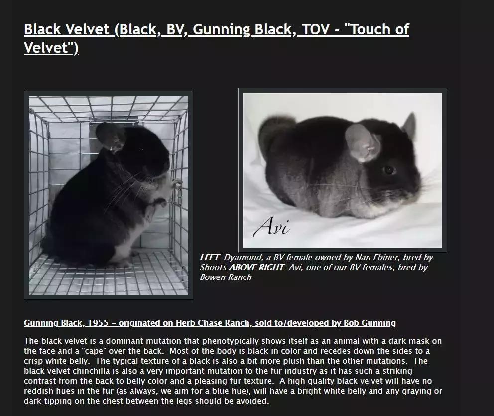 龙猫基因原理,龙猫的血统