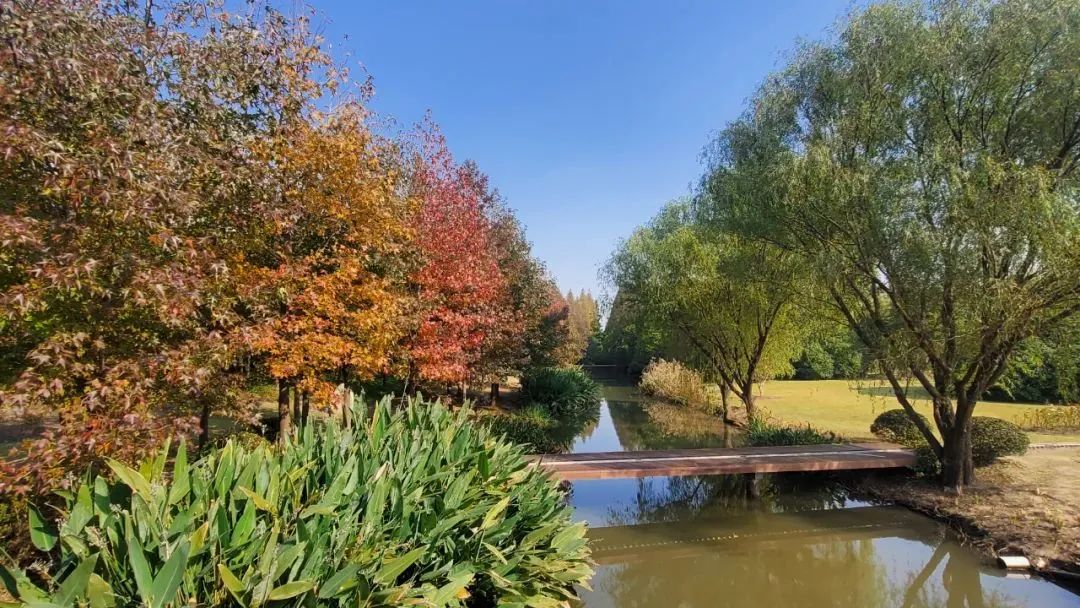 深秋回暖，安排！沪上各区的深秋美景，你准备好打卡了吗？