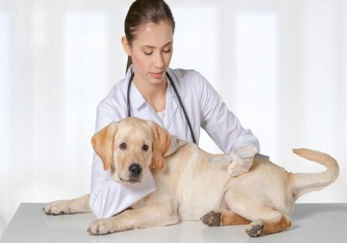 狗狗每天早上吐黄水带泡沫怎么办,狗狗拉稀是白色的怎么办呀