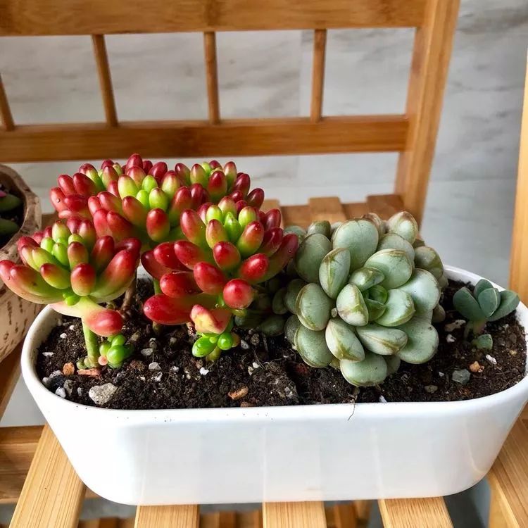 新手小白入坑多肉必看攻略,多肉新手入坑必备指南