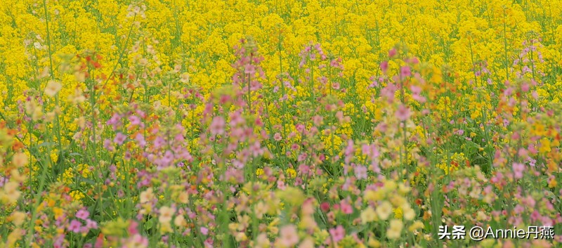 百里杜鹃花开如海,百里杜鹃百里盛开