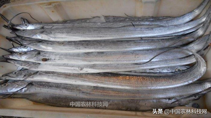 春节快到了买年货注意什么,过年海鲜干货类年货必备