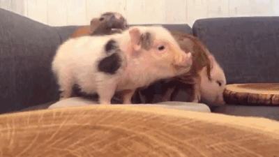 猫咪必去的咖啡馆 (猫咪咖啡厅有什么)