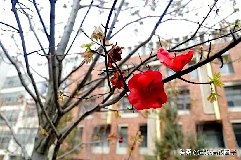 全武汉只有这所大学校门上跑火车，以前嫌弃现在却又舍不得