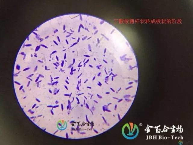 简单易懂的益生菌知识大全,微生物细菌小知识