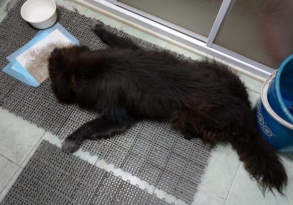 13岁老黑*养送**碰壁　最后安静离去