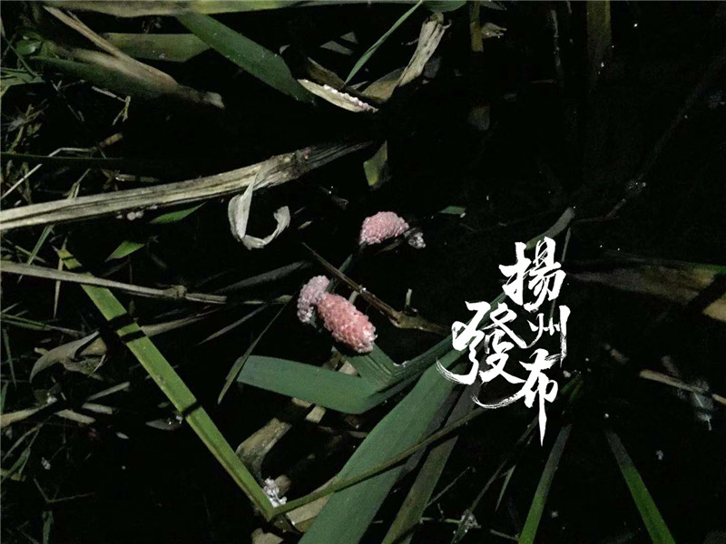 野外的东西可别乱吃,野外的东西尽量不要乱吃