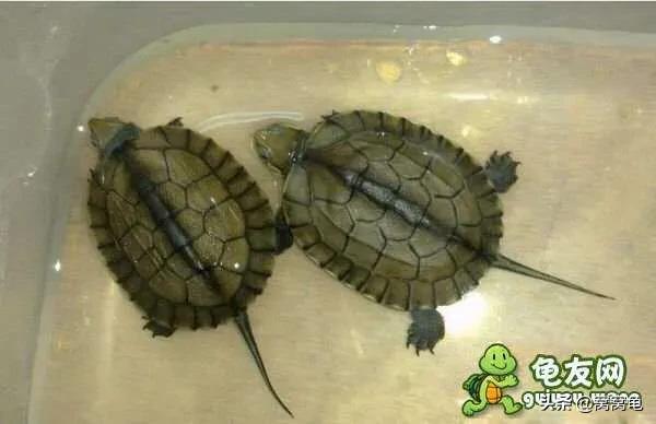 龟苗刚出壳一直睡觉,欧洲泽龟苗出壳时间