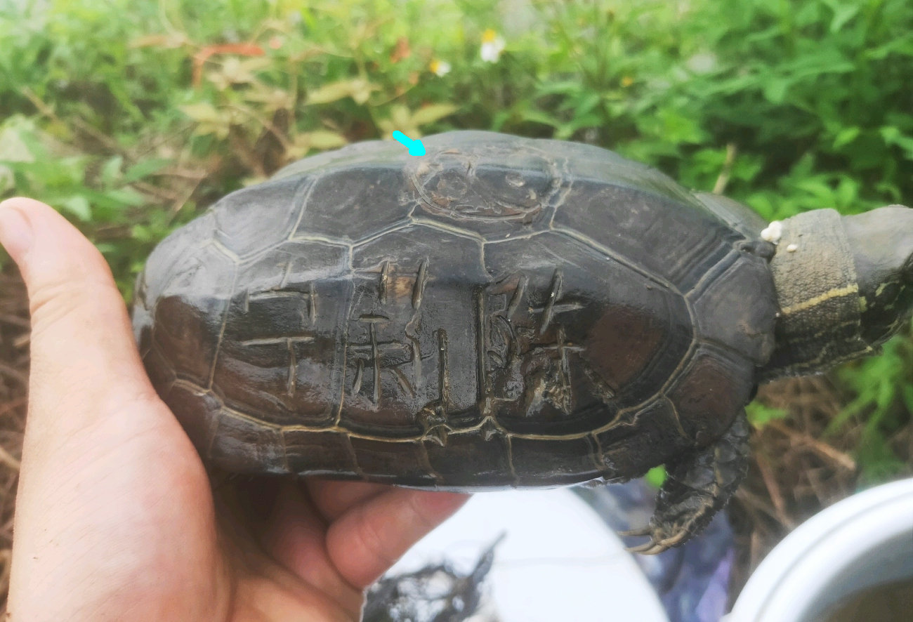 南宁钓友钓了只墨龟,背上刻了“宁莉陈”三个字,钓友:想养起来
