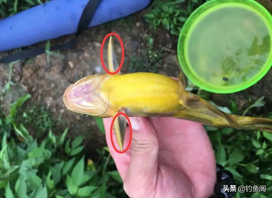 黄颡鱼适应什么钩最好,串钩钓黄颡最佳的方法