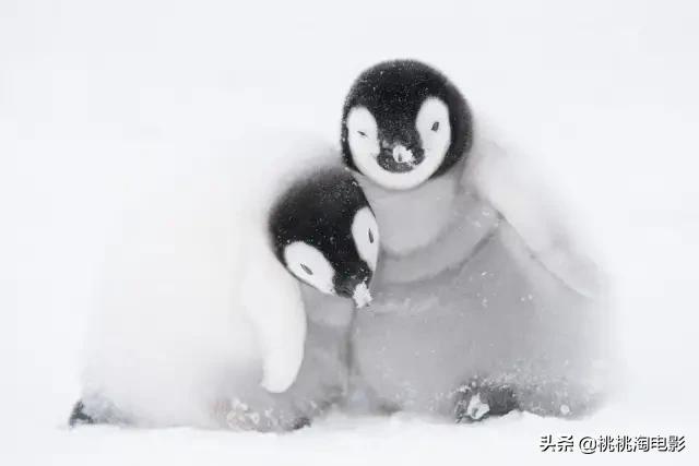 bbc纪录片最值得看的,bbc神级纪录片豆瓣评分超9