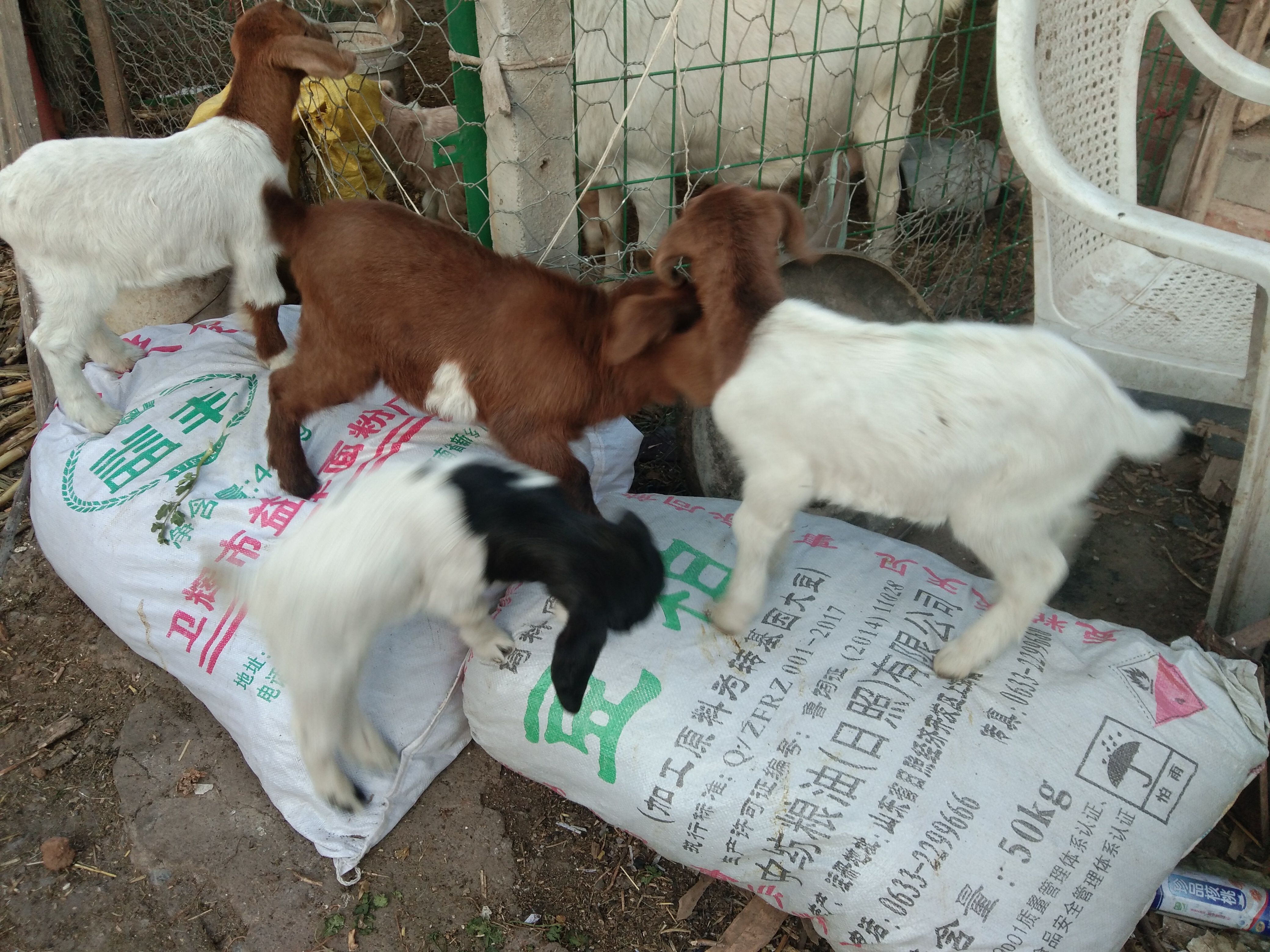 羊羔瘫软的原因及治疗方法,羊羔呼吸急促死亡什么原因