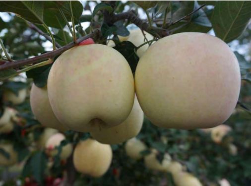 苹果果锈用什么药效果好,苹果果锈怎么去除