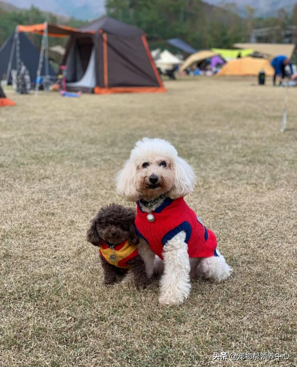 狗狗牙被撞掉吃什么药,狗狗牙被撞松怎么办