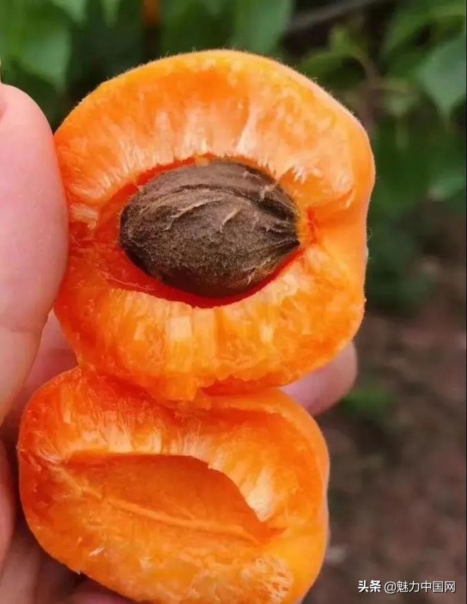 杏儿熟了课文,杏儿熟了原唱完整版