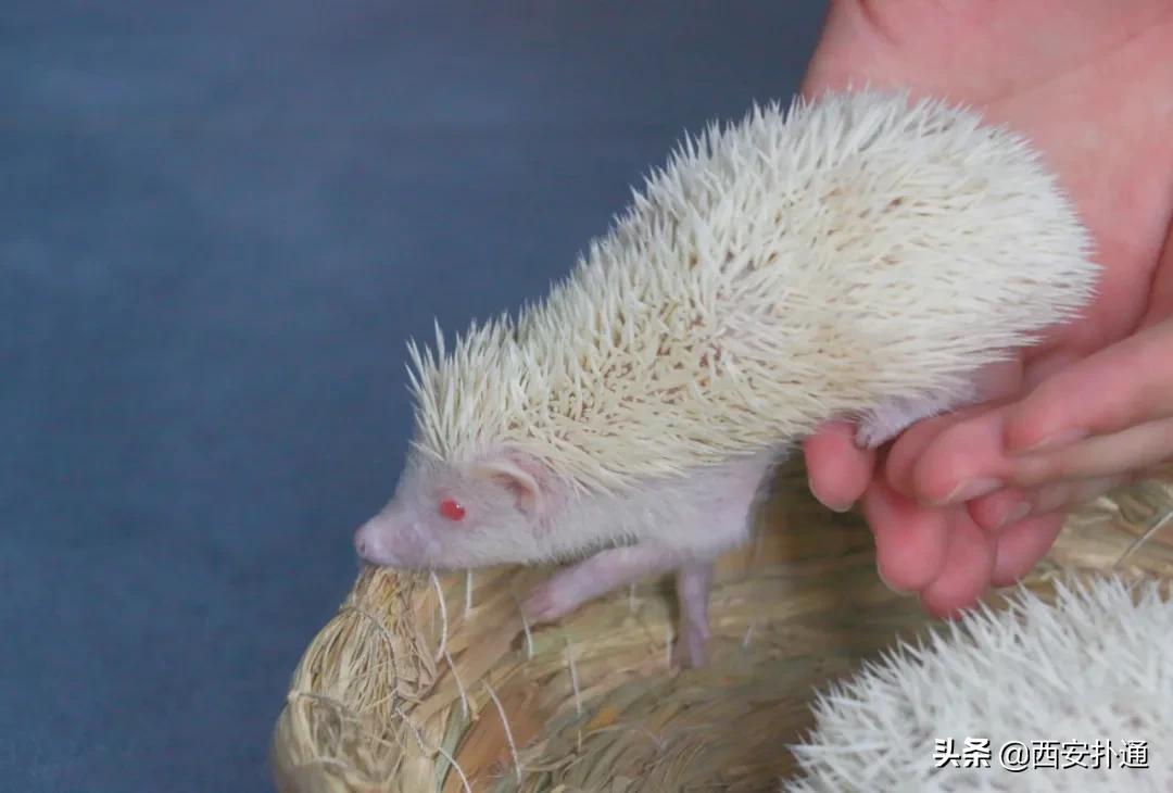 西安有哪些可以撸兔子的店,西安撸兔子的店