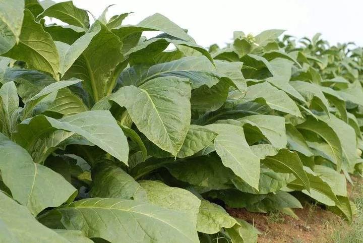 靖远水烟产业民国时期的基本状况探析（一）