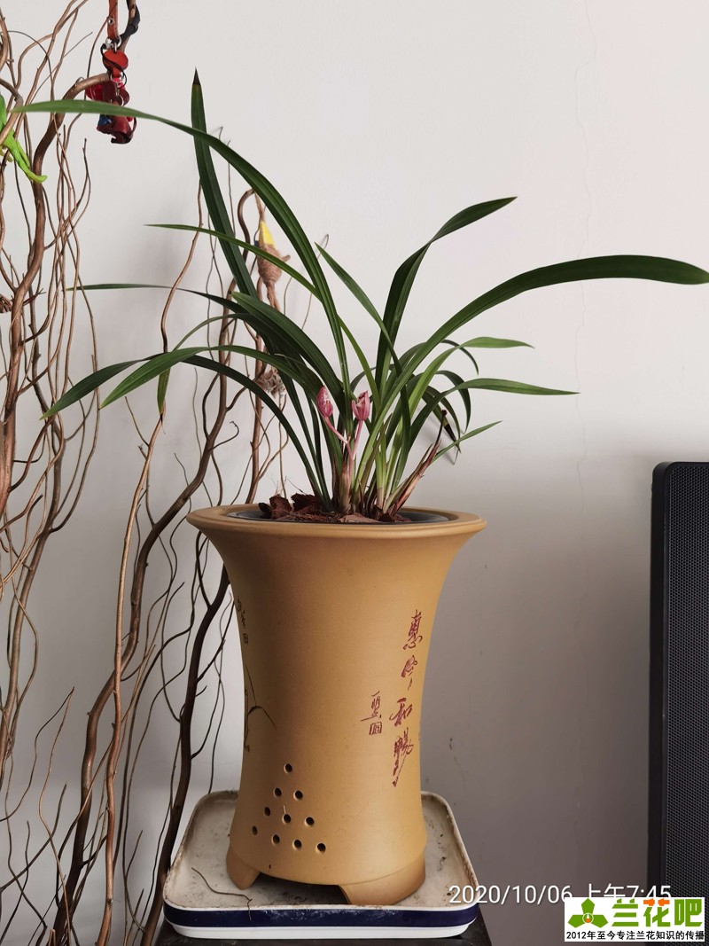 鍏拌姳浠锋牸鏆磋穼鍘熷洜鍒嗘瀽,鐤儏鏈熼棿鍏拌姳浠锋牸璧板娍