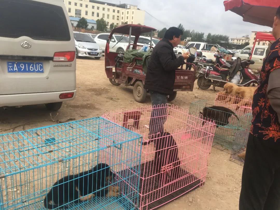 狗市挣钱不,狗市卖狗的理由