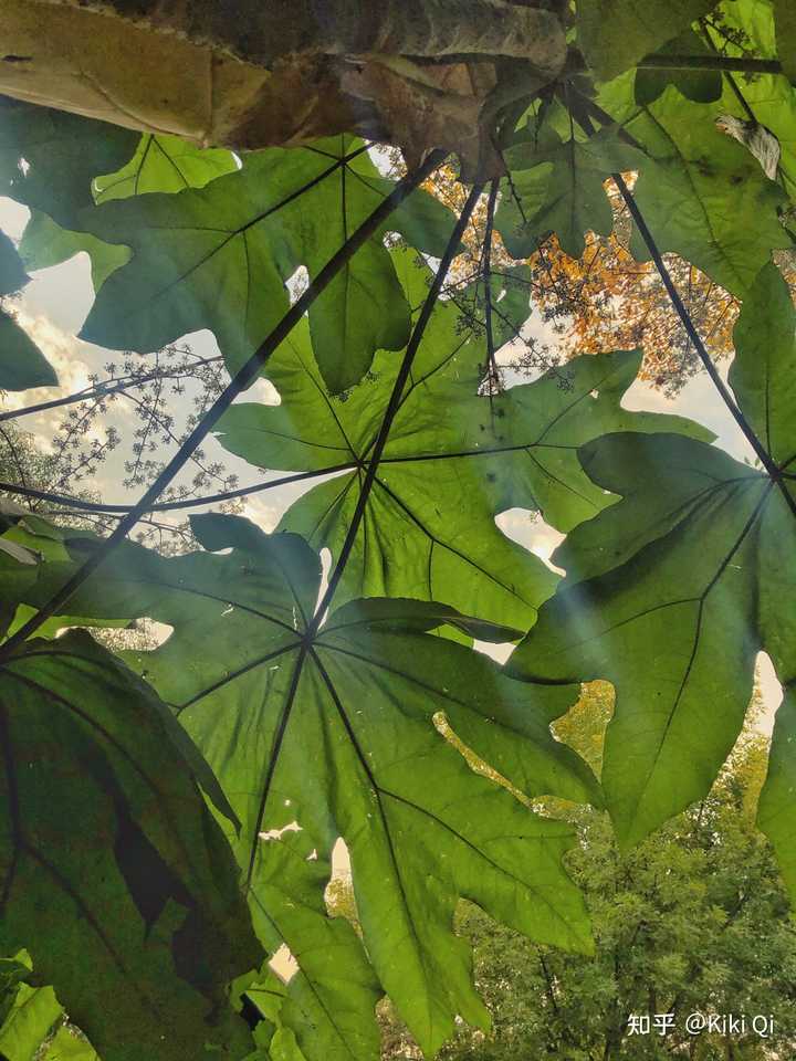 郑州有什么好吃的美食,郑州有什么好玩的地方情侣