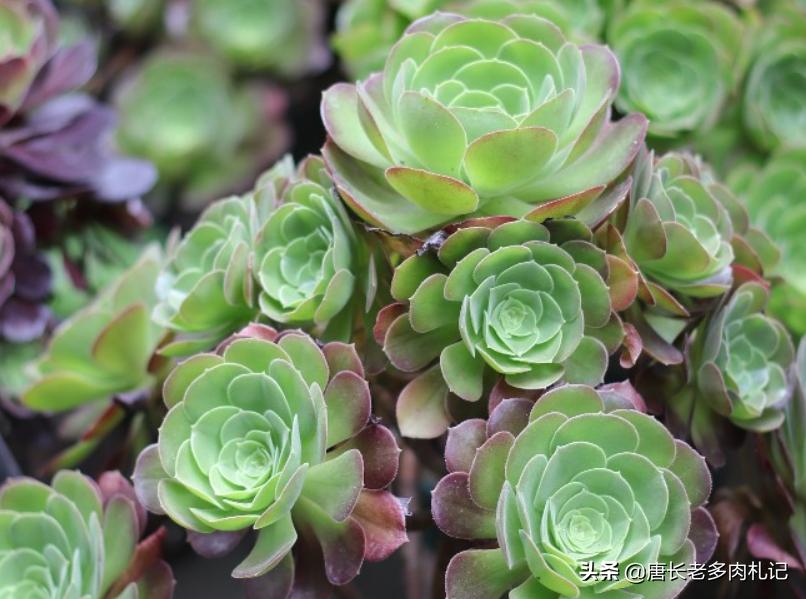 多肉荷兰、黄金和柠檬三种韶羞有啥不同？其实大舅二舅都是他舅舅