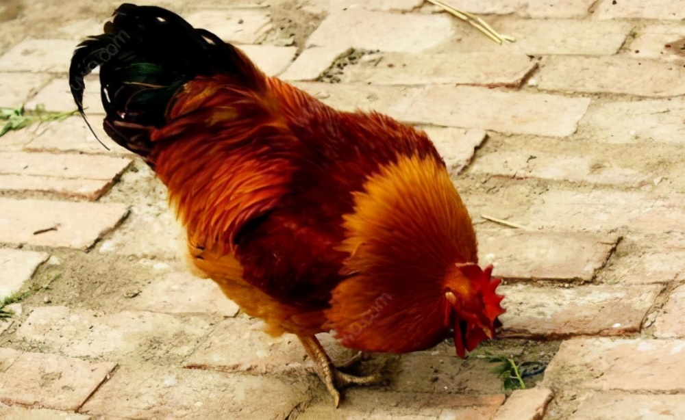 有剧毒的蜈蚣为什么怕公鸡,蜈蚣这么毒性为什么不毒死公鸡