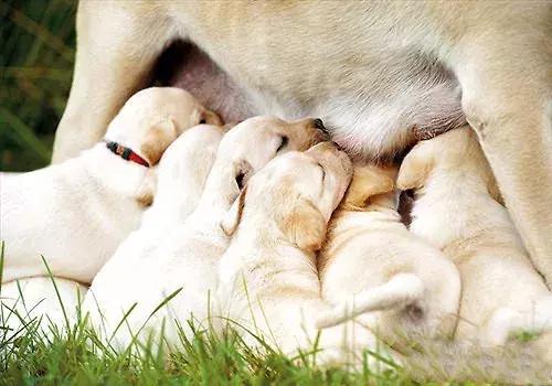 关于狗狗怀孕、孕期的最全知识储备，铲屎官快快收藏备用！