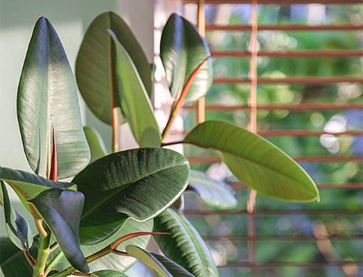 10种好养的花草,这些绿植养在家里高级又实用