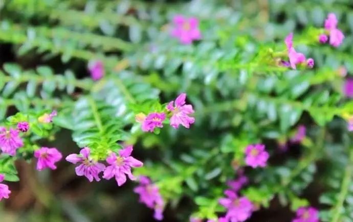 懒人花园植物,懒人花草100种