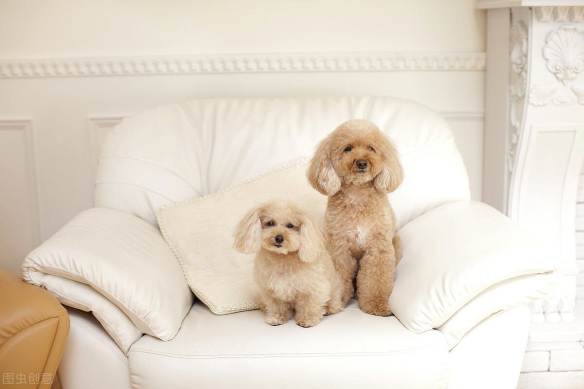 新手如何饲养狗狗,最适合新手饲养的狗狗