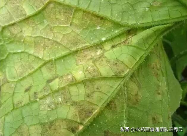 霜霉疫病不好治？那你怎么不试试这个，作用好还残留低！