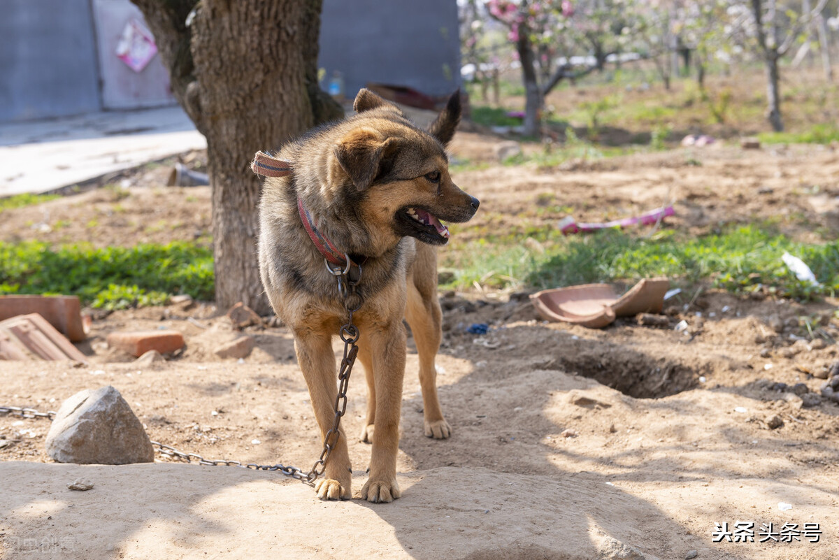 我为什么不吃猪肉,我为什么不吃牛肉