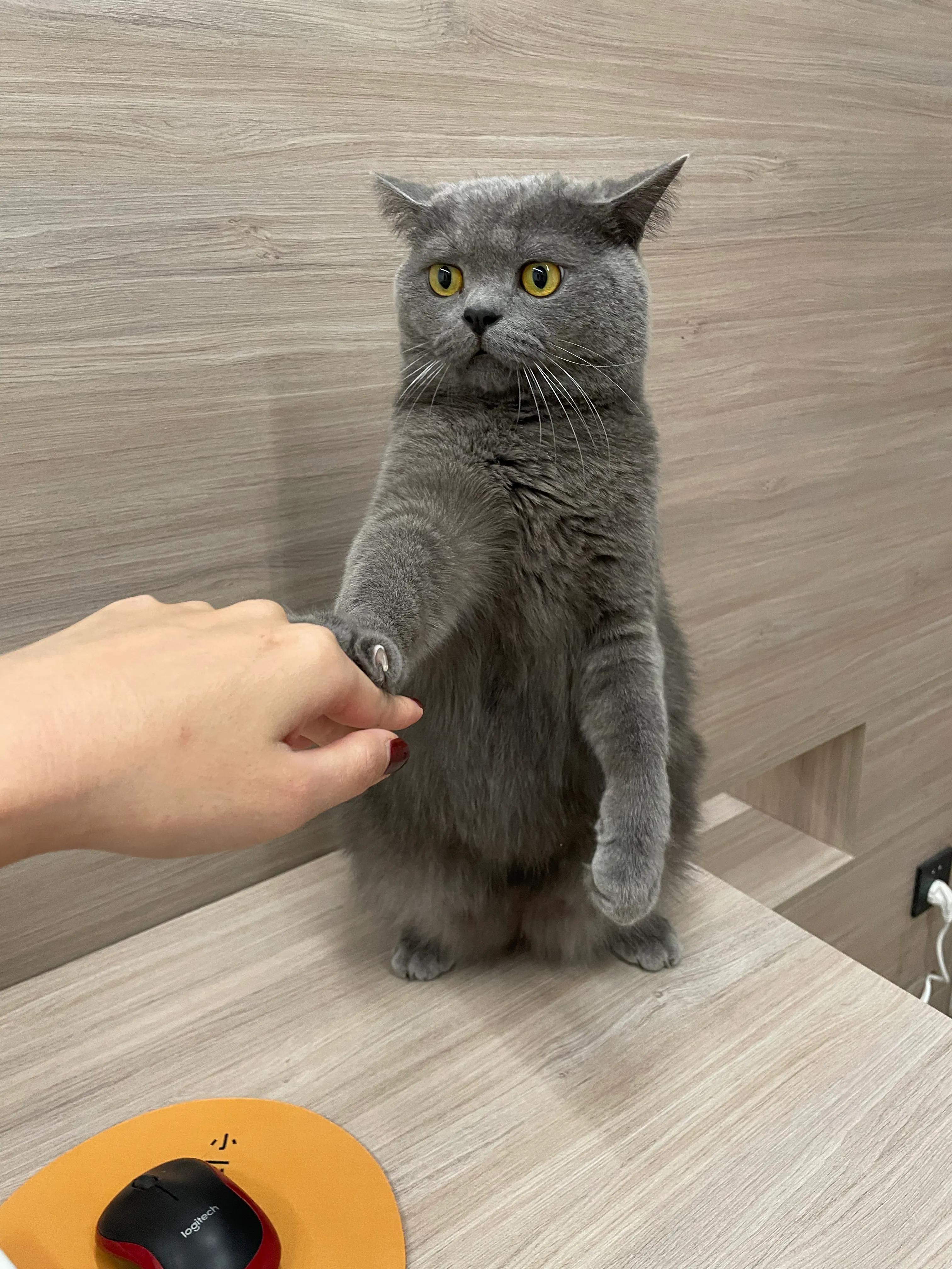 2斤到14斤，我是怎么把猫主子喂胖之新手猫粮篇