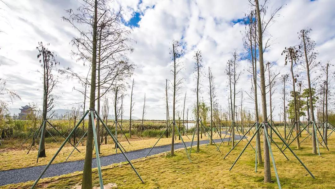 免费+湿地公园+花海栈道…珠澳市民新的休闲好去处