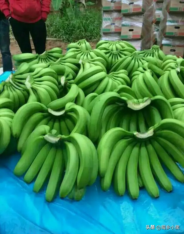 香蕉有哪些形状,现在香蕉和已经灭绝的香蕉品种