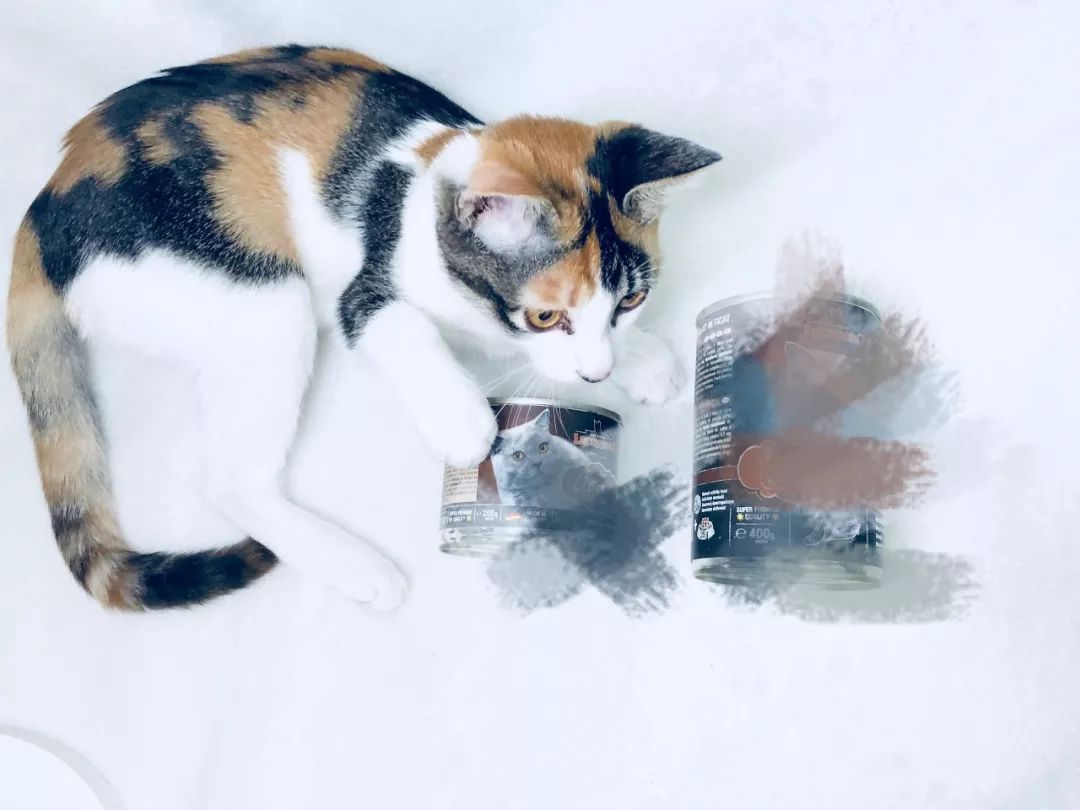 铲屎官旅游小猫咪开门,铲屎官出门猫咪躲床下