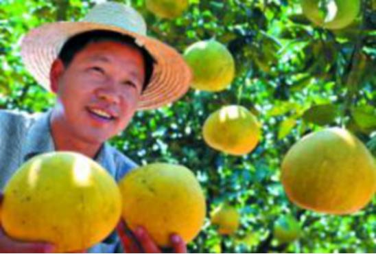 钟善东柚子树修剪技术视频全集,柚子树苗1米高的修剪图解法