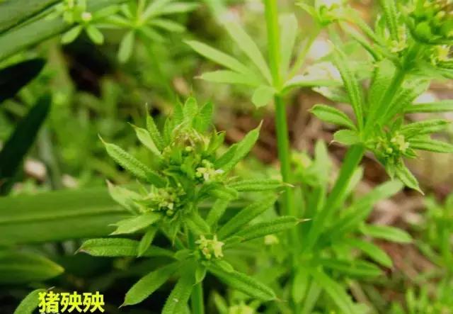 地里的野菜不认识拍照片怎么查,农田常见100种杂草图谱名称
