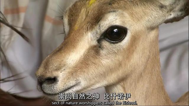 40部宝藏级bbc纪录片,bbc十大必看纪录片