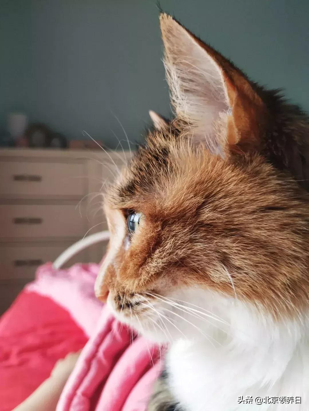 #领养代替购买#给它们一个家|线上宠物领养日,20190608加场