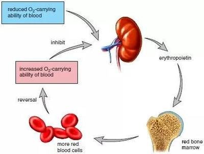 肾性贫血新药什么时候出来,肾性贫血最新治疗新药
